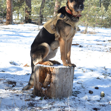 Military Dog Tactical Harness, Collar, and Leash Gear (Complete Set)